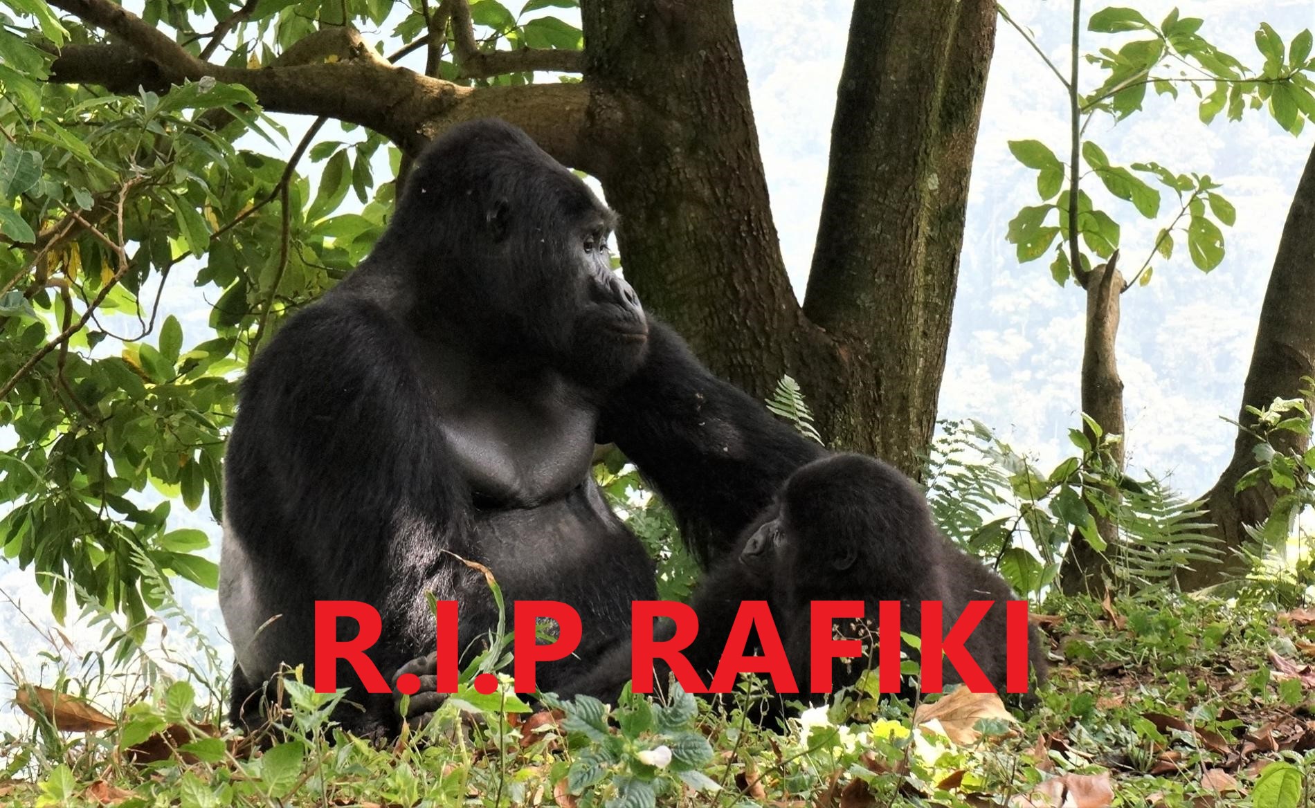 Gorilla Rafiki Killed in Bwindi